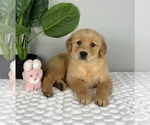 Small #1 Golden Retriever