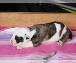 Small Photo #2 American Bulldog Puppy For Sale in SALEM, MO, USA