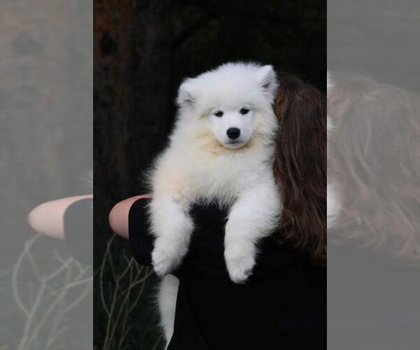 Medium Photo #1 Samoyed Puppy For Sale in Scarborough, Ontario, Canada