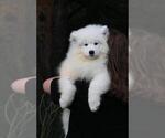 Small Photo #1 Samoyed Puppy For Sale in Scarborough, Ontario, Canada