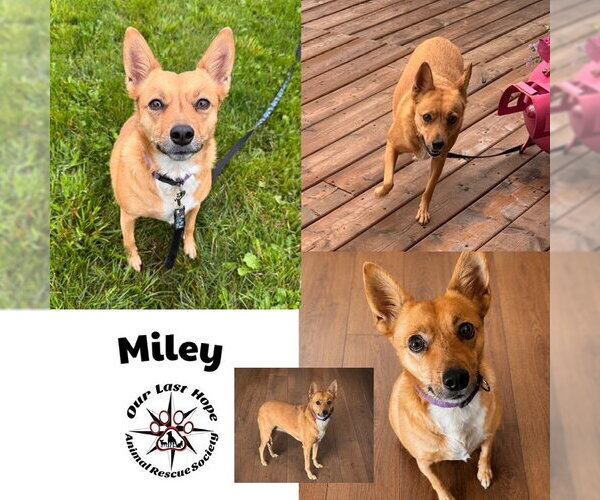 Medium Photo #1 Chihuahua-Unknown Mix Puppy For Sale in Princeton, British Columbia, Canada