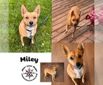 Small Chihuahua Mix