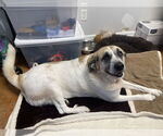 Small #1 Great Pyrenees Mix