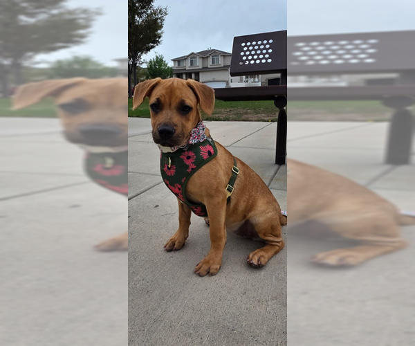 Medium Photo #1 Black Mouth Cur-Labrador Retriever Mix Puppy For Sale in MIDWAY, UT, USA