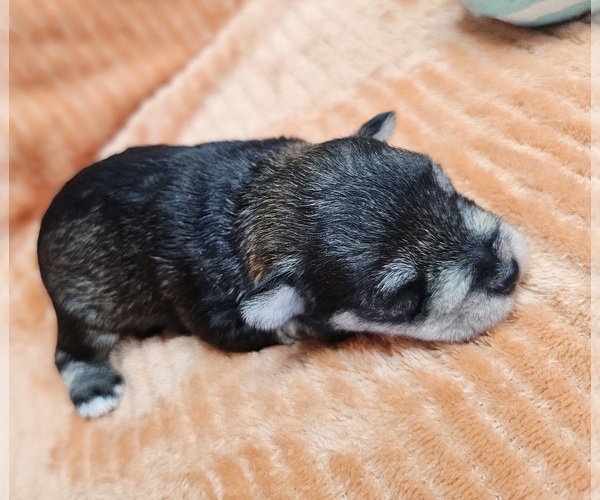 Medium Photo #7 Schnauzer (Miniature) Puppy For Sale in GOSHEN, IN, USA