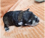 Small #6 Schnauzer (Miniature)