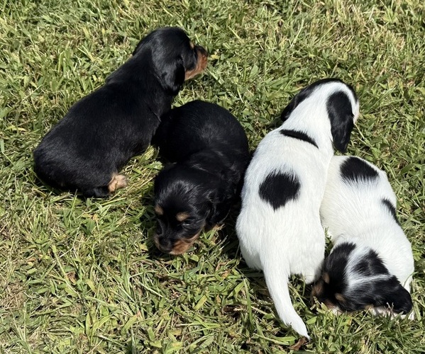 Medium Photo #1 Dachshund Puppy For Sale in ASHLAND, NE, USA