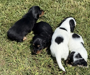 Dachshund Puppy for Sale in ASHLAND, Nebraska USA