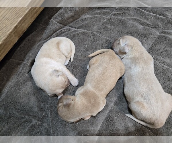 Medium Photo #4 Golden Retriever Puppy For Sale in PRINCEVILLE, IL, USA