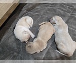 Small #3 Golden Retriever