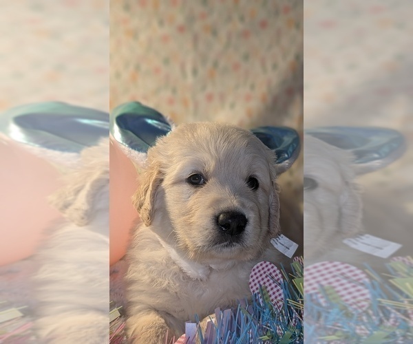 Medium Photo #42 Golden Retriever Puppy For Sale in MODESTO, CA, USA