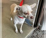 Small Chihuahua