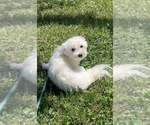 Small Photo #3 Coton de Tulear Puppy For Sale in CANOGA, NY, USA