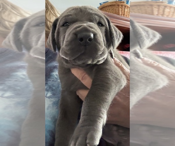 Medium Photo #8 Great Dane Puppy For Sale in CLANTON, AL, USA