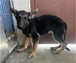 Small #1 German Shepherd Dog
