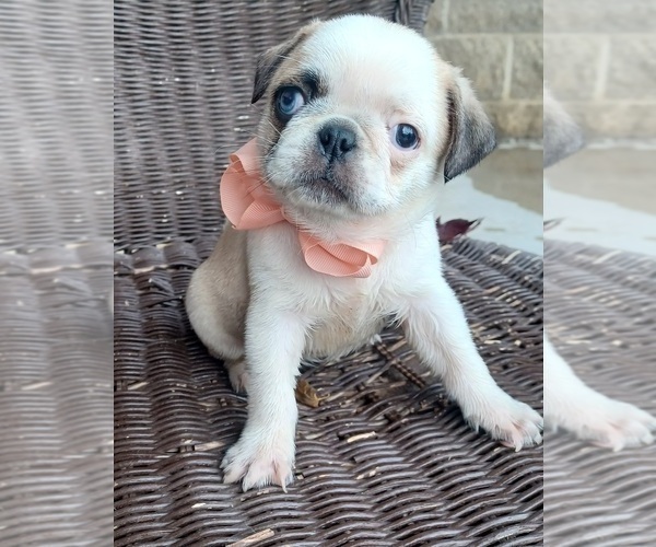Medium Photo #2 Pug Puppy For Sale in NILES, MI, USA