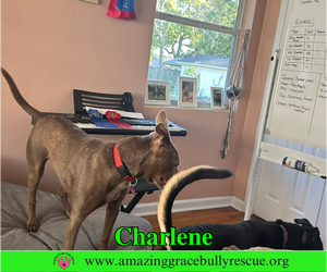 Charlene (Char) - Female Labrador Retriever-Unknown Mix Dog for Adoption - Photo #2