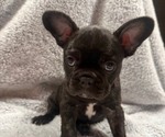 Small #5 Faux Frenchbo Bulldog-French Bulldog Mix