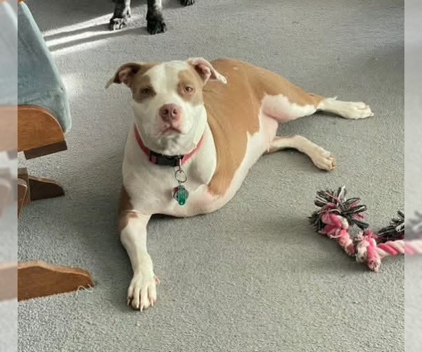 Medium Photo #2 American Pit Bull Terrier-Unknown Mix Puppy For Sale in Germantown, OH, USA