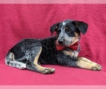 Small Photo #6 Australian Cattle Dog Puppy For Sale in HOLTWOOD, PA, USA