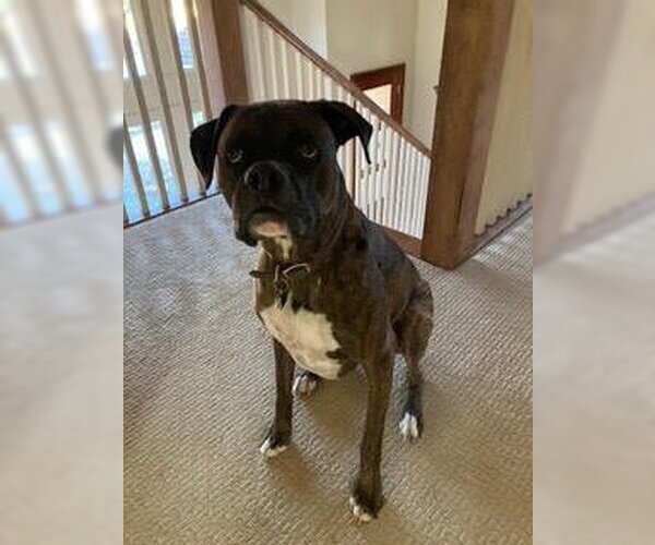 Medium Photo #4 Boxer Puppy For Sale in Austin, TX, USA