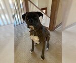 Small #3 Boxer
