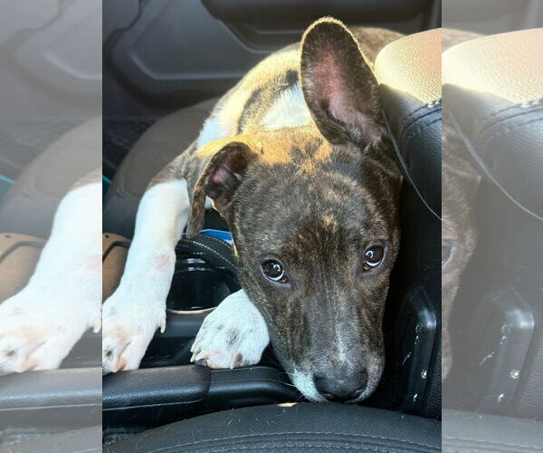 Medium Photo #13 Mountain Cur-Unknown Mix Puppy For Sale in Alexander, AR, USA