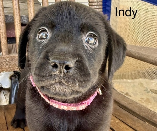 Medium Photo #9 Labrador Retriever Puppy For Sale in SPOTSYLVANIA, VA, USA