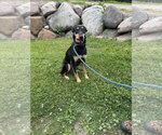 Small #1 Doberman Pinscher Mix