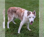 Small #1 Siberian Husky Mix