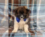 Small Photo #2 Pomeranian Puppy For Sale in PEACH BOTTOM, PA, USA