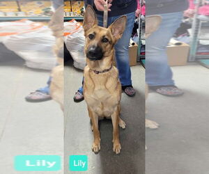 German Shepherd Dog Dogs for adoption in Richmond, IN, USA