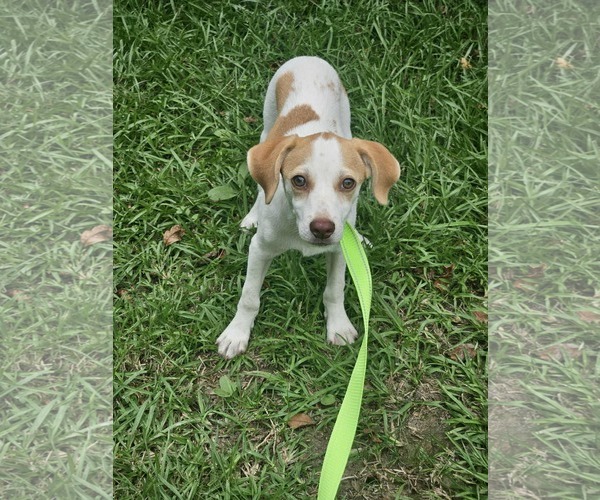 Medium Photo #2 Chiweenie Puppy For Sale in Wakefield, RI, USA