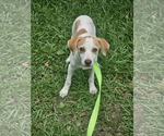 Small #1 Chiweenie