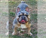 Small Photo #1 French Bulldog Puppy For Sale in TUCKER, GA, USA