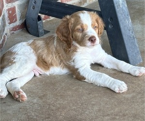 Brittany Puppy for sale in OKLAHOMA CITY, OK, USA