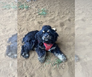 English Cocker Spaniel Puppy for sale in CLAYTON, WI, USA
