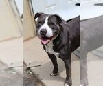 Small #16 American Staffordshire Terrier