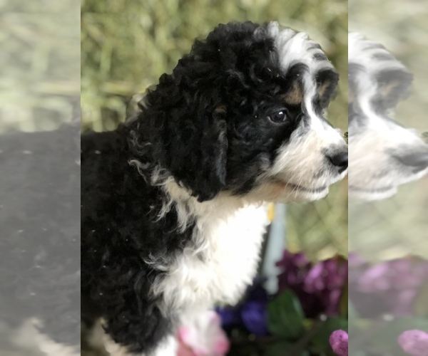 Medium Photo #3 Miniature Bernedoodle Puppy For Sale in LEO, IN, USA