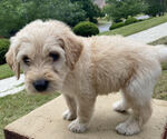 Small Photo #4 Labradoodle Puppy For Sale in CHELSEA, AL, USA