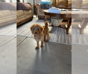 Goldendoodle (Miniature) Puppy for sale in PRESCOTT VALLEY, AZ, USA