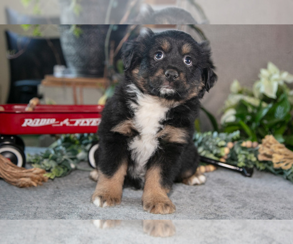 Medium Photo #6 Miniature Australian Shepherd Puppy For Sale in CHRISTIANA, PA, USA