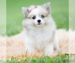 Small Photo #61 Pomeranian Puppy For Sale in WARSAW, IN, USA