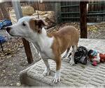 Small #2 American Pit Bull Terrier-Border Collie Mix