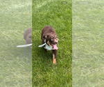 Small #1 Australian Shepherd