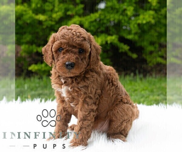 Medium Photo #5 Poodle (Miniature) Puppy For Sale in MADISONBURG, PA, USA
