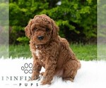 Small #4 Poodle (Miniature)