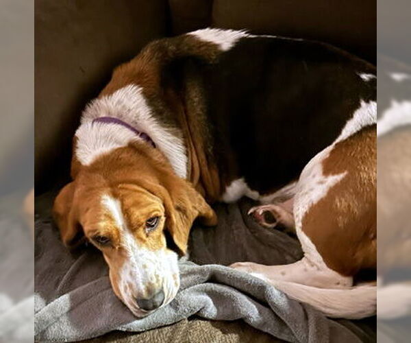 Medium Photo #4 Basset Hound Puppy For Sale in Deepwater, NJ, USA