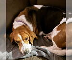 Small #3 Basset Hound