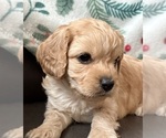 Puppy Puppy 4 Cavapoo (Miniature)
